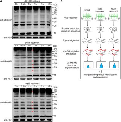 Proteomic Analysis of Ubiquitinated Proteins in Rice (Oryza sativa) After Treatment With Pathogen-Associated Molecular Pattern (PAMP) Elicitors